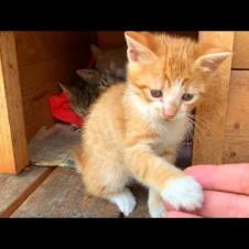 The fun moments of the timid tabby kitten and his playful brother, the orange kitten