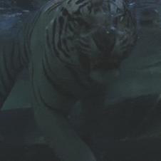 물속에서 마주하는 호랑이 모습