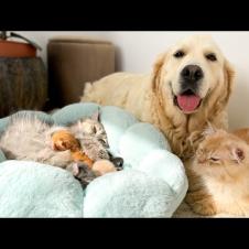 Golden Retriever Refuses to Leave Newborn Tiny Kittens