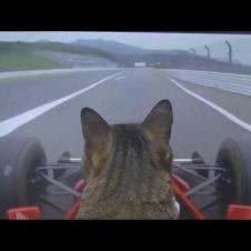 【Twitterで356万再生】初めてF1を運転する猫 Cat driving Formula One for the first time
