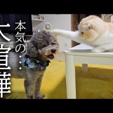 深夜に帰宅すると犬達が大喧嘩してて必死に止める猫がこちらです