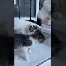 Funny Kitten Moments – Kitten Paws in Action! 🐾#shorts #streetcat #kitten #cat  #adoptstrays #cute