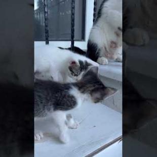Funny Kitten Moments – Kitten Paws in Action! 🐾#shorts #streetcat #kitten #cat  #adoptstrays #cute