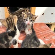 Meet the Little Cats Who Will Take All the Tiredness of the Day Away 🐾 😻