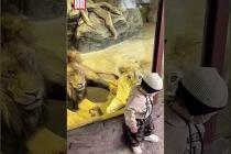 [독일 Bild紙] Löwin will Kind im Zoo verspeisen | #Shorts