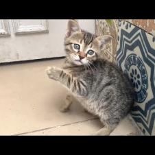 Homeless tabby kittens' friendly playfulness will captivate you