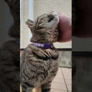 ただ撫でてほしかっただけなのに急にちゅーるを出されて困惑する猫