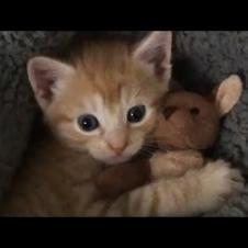 Meet Vincent, Is Such A Cute Foster Kitten