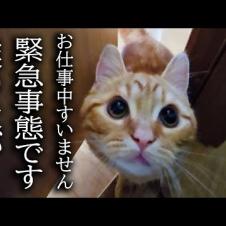 子猫がハスキー犬の異変に気づき知らせに来ました...