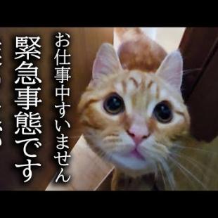 子猫がハスキー犬の異変に気づき知らせに来ました...