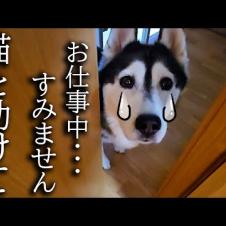 仕事中に犬がクンクン鳴くのでついて行くと猫が大変なことに...