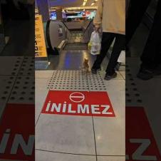 まだエスカレーターの乗り方が分からない子猫