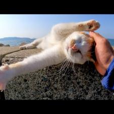 防波堤で寝ていた野良猫を撫でると喜んで頭を擦り付けてきてカワイイ