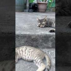 😺🎬 Triplet tabby kittens' rest time.. #shorts #cat #cats