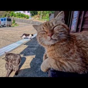 島を一周してフェリー乗り場に戻ってきたら猫達が集まって出迎えてくれた