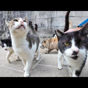 狭い路地を歩いていると猫に取り囲まれた