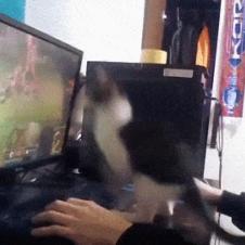 컴퓨터로 고양이랑 놀아주는 집사