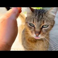 Homeless cat living on the street wants love more than food