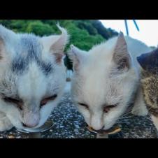 ガツガツ食べるλ模様の猫と恐る恐る近づく白猫ちゃんたちが可愛すぎる