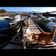 漁船から魚を盗んできた野良猫、桟橋で別の猫に盗られる