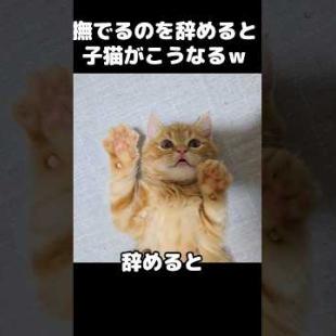 撫でるのを辞めると子猫がこうなります...笑#short