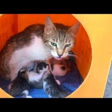 Homeless Mommy cat's love for her kittens will warm your heart