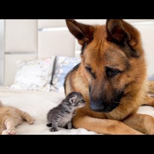 A German Shepherd is a Kitten's Best Friend