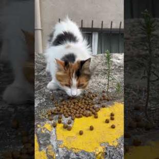 Hungry kitten; Meow for food 💔🐱#shorts #kitten #cat #catlove #cute #animals  #adoptstrays #kitty