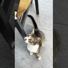 Cute cat wants to play, meow #shorts  #cat  #cute  #streetcats #kitten #kids #cats #animals#kittens