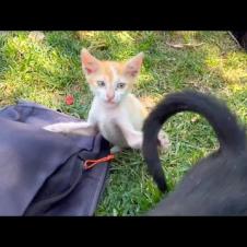 Naughty kitten drives his brother crazy