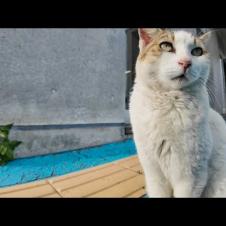 夕方のフェリー乗り場にいた“よく喋る猫”、可愛すぎてちゅーるあげたら…！