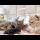 Dad Cat Meets Newborn Kittens for the First Time!