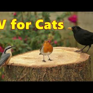Cat TV - Absolutely Beautiful Birds of Britain ⭐ 8 HOURS ⭐