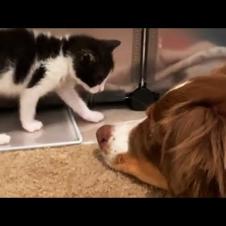 Dog Is So Gentle With Every Foster Kittens