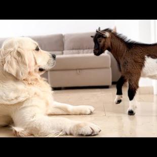 Baby Goat Meets a Dog for the First Time!