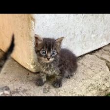 Cute kittens who have just learned to walk are curiously exploring the world