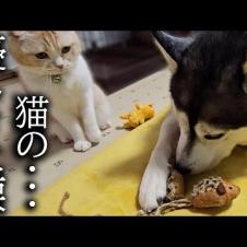 元気がない犬に猫が驚きの行動をみせました...