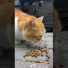 The yellow furry cat is very hungry, eating food non-stop #catshorts #cats #cat #catvideo #cute