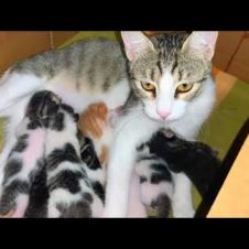 Cute newborn kittens compete to suck milk from mother cat