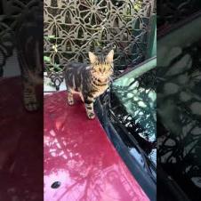 Tabby cat says what are you doing here, meow #shorts #kitten #cute #cat  #kitten #animals #cats