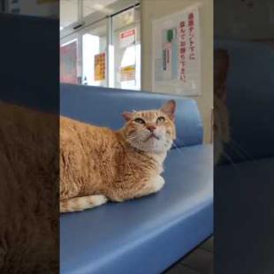 海上大荒れでフェリー欠航、待合室は猫しかいません #ImpressedCatVideo #catisland #猫