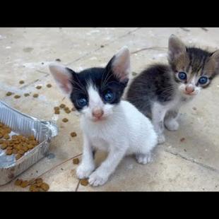 Mom, We're Hungry! – These Innocent Kittens Will Make You Feel Aching 🐾🥛