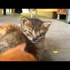✨&#x1f63f; A kitten battling an eye infection… I treated it and it can see now!