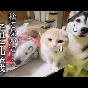 ぬいぐるみを処分しようとしたら子猫とハスキー犬達がこうなっちゃいました...