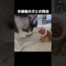 子猫の手術後犬との再会に泣けた...#shorts
