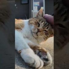 撫でられてゴロンと寝転がる猫島の三毛猫ちゃんがかわい過ぎる