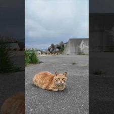 バイクで帰ろうとしたら…猫が待ち伏せしてたんだけどwww