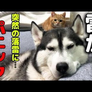初めての雷が怖すぎてハスキー犬に助けを求める子猫がこちら...