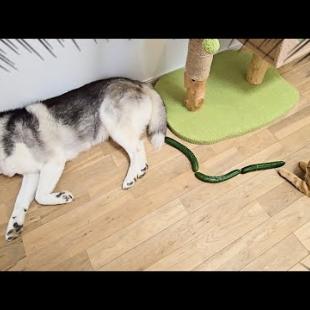 ハスキー犬の背後にきゅうりを設置してみると...