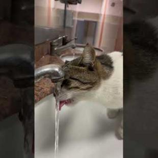 😻 😻 The cute cat is very thirsty, I'm waiting for it to drink enough water #shorts #cat #catvideos